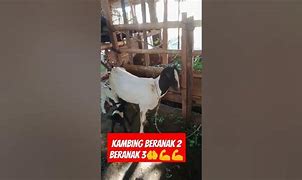 No Togel Kambing Beranak 2